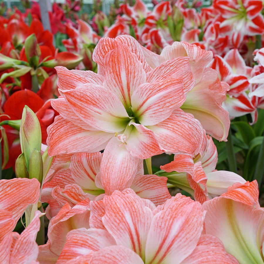 Amaryllis Amadeus Giant Hippeastrum Fluwel