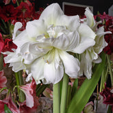 Amaryllis Marilyn