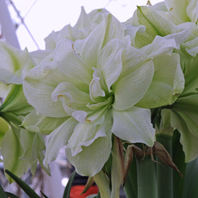 Amaryllis Marilyn