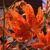 Lilium lancifolium Flore Pleno