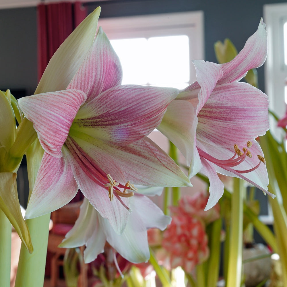 Amaryllis Misty (Hippeastrum) - Fluwel