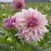 Dahlia Cafe au Lait Royal