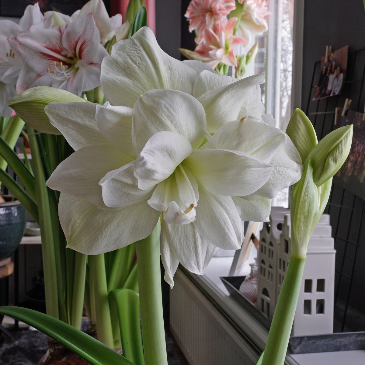 Amaryllis Marilyn