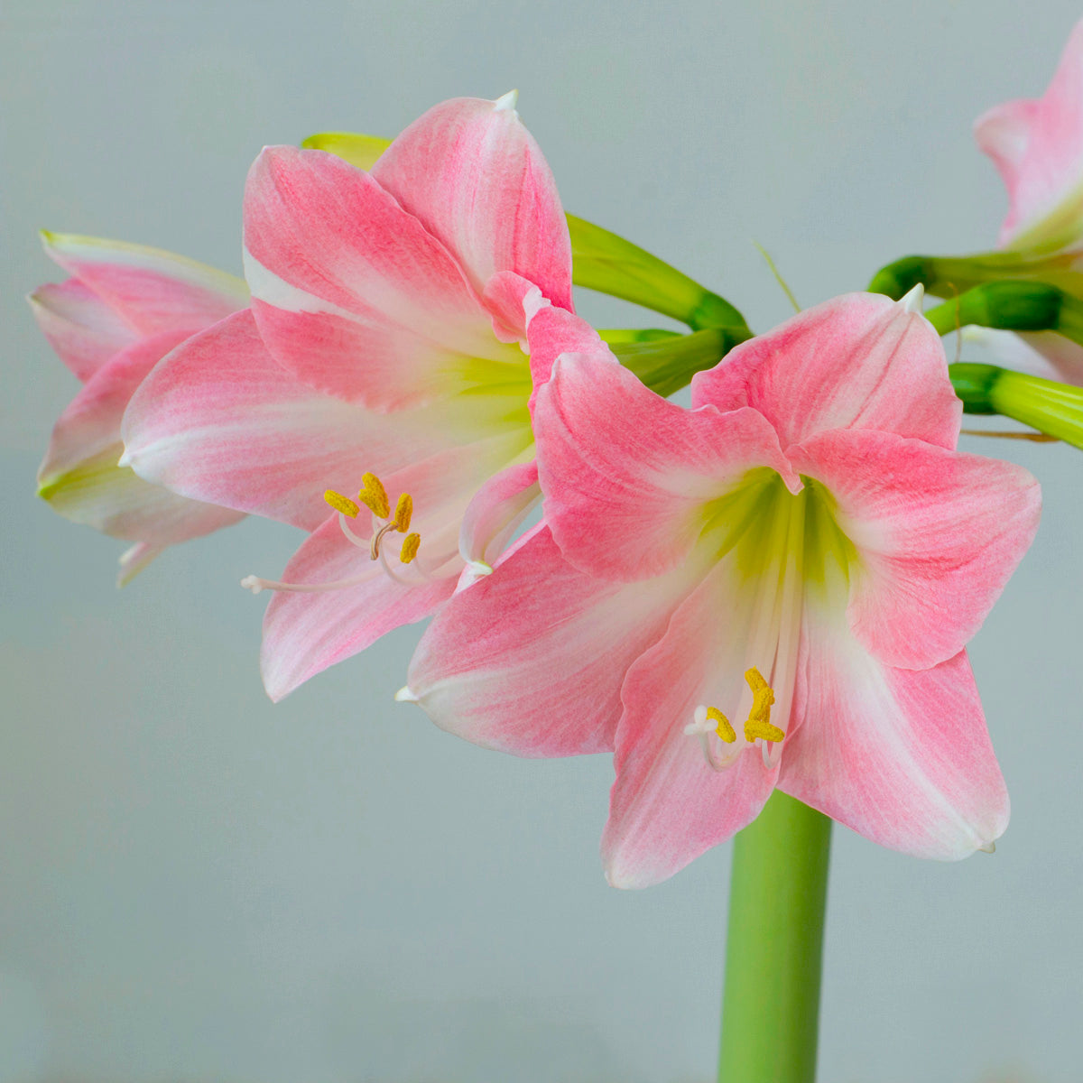 Amaryllis Rebecca (Hippeastrum) - Fluwel