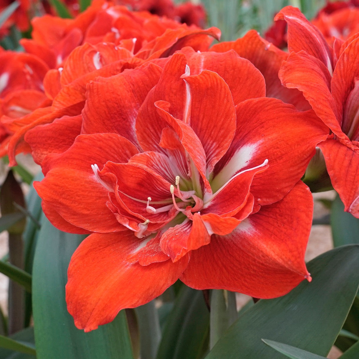 Amaryllis Happy Nymph