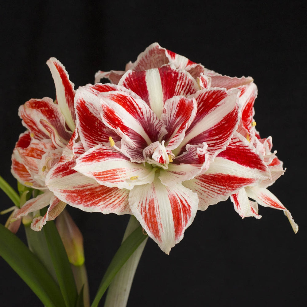 Amaryllis Bright Nymph (Hippeastrum) - Fluwel