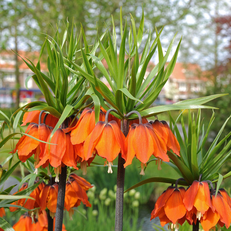 Fritillaria imperialis (Crown Imperialis)