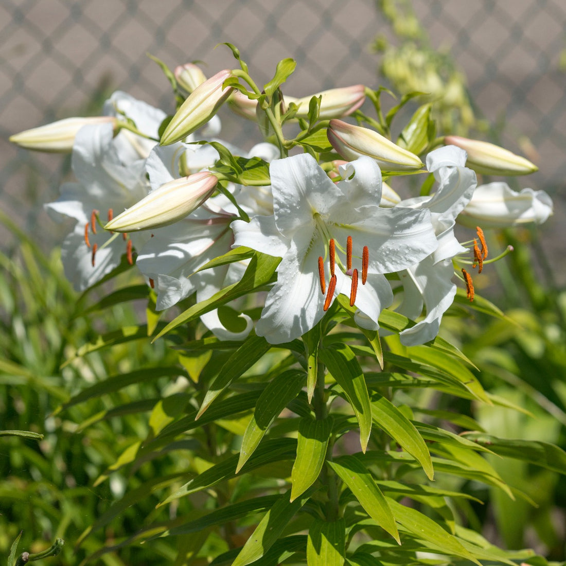 Lily Casa Blanca (Lilium) - Fluwel