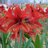 Amaryllis Bogota