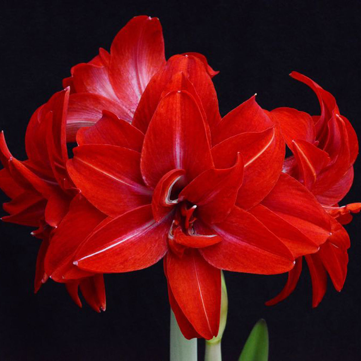 Amaryllis Double Delicious (Hippeastrum) - Fluwel