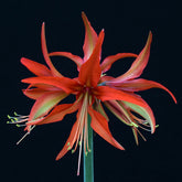 Amaryllis Sumatra