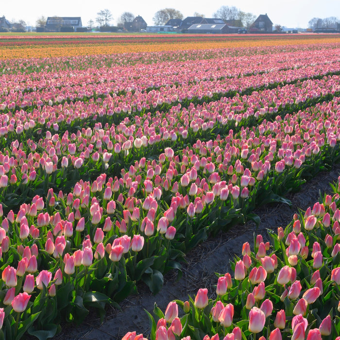 Tulip Kunyun (Tulipa) - Fluwel