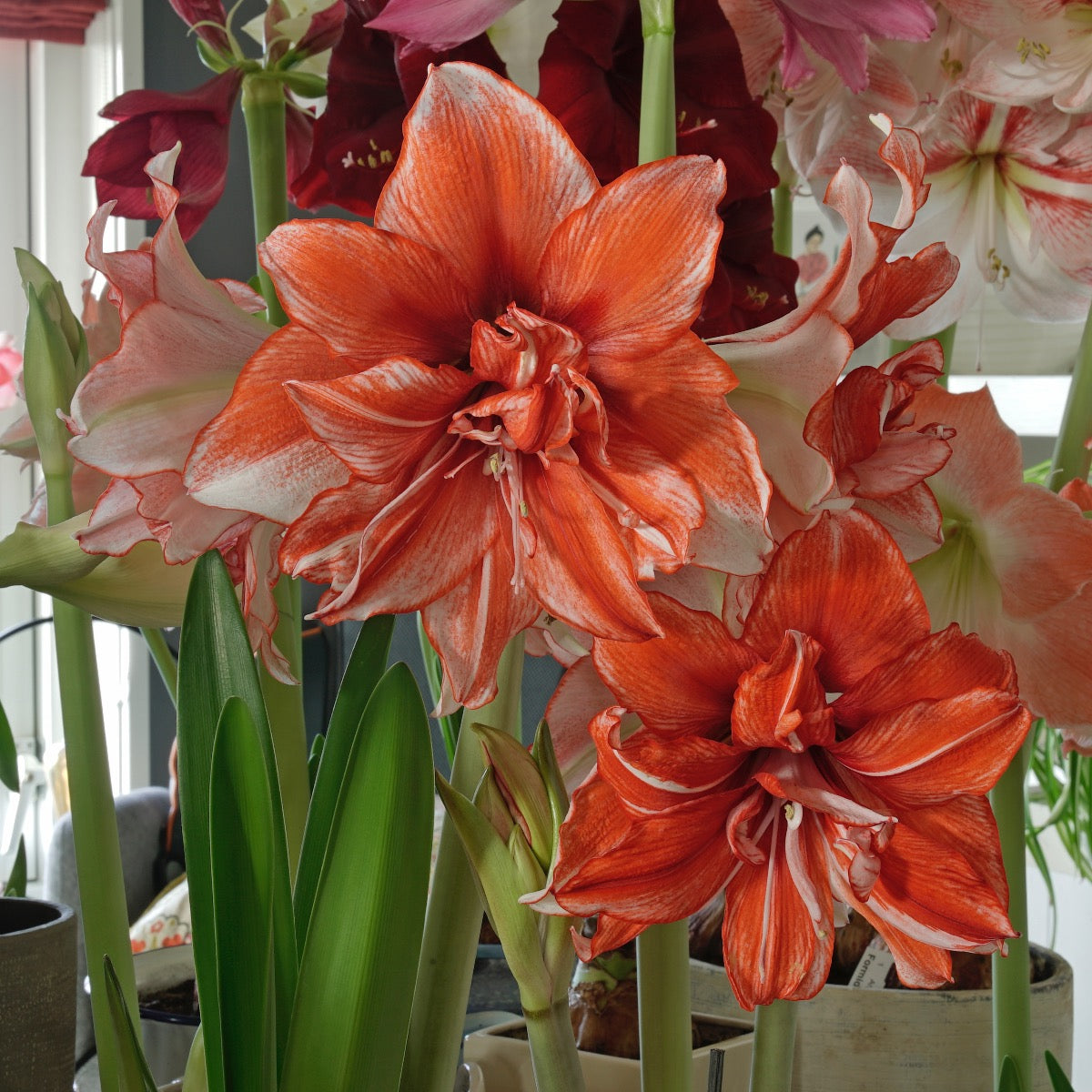 Amaryllis Amadeus Flamed