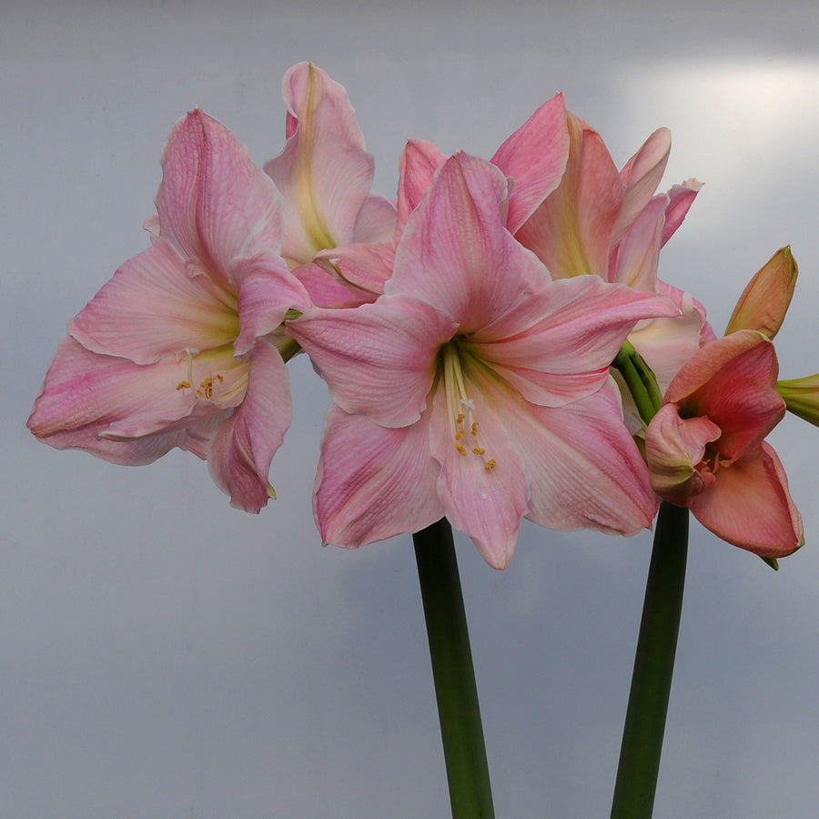 Amaryllis Sweet Star (Hippeastrum) - Fluwel