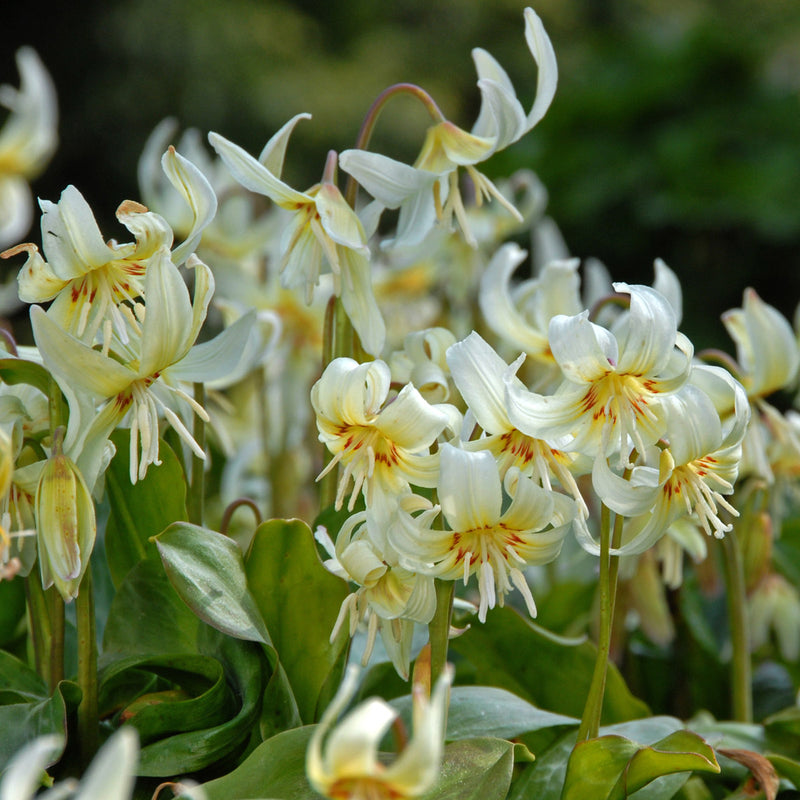 Erythronium (Trout Lily)