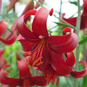 Lilium Red Velvet