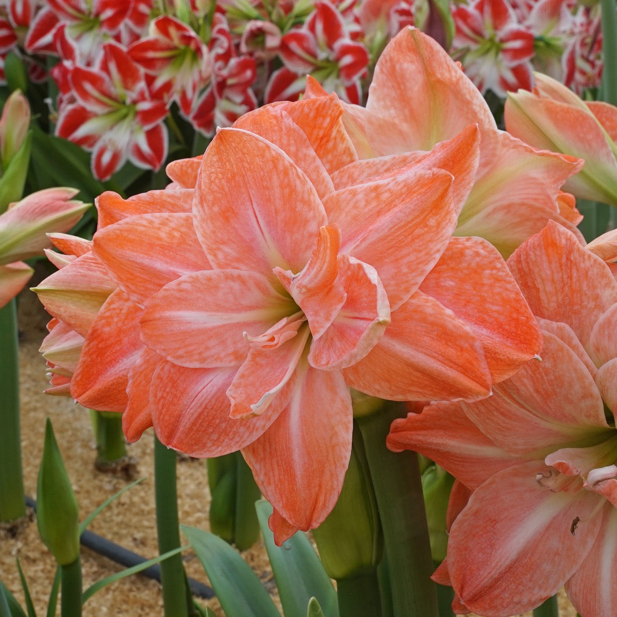 Amaryllis Amadeus Flamingo