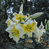 Lilium Conca d'Or