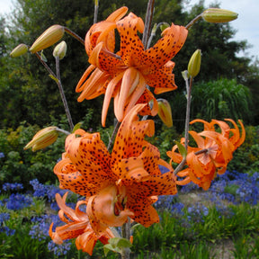 Lilium lancifolium Flore Pleno