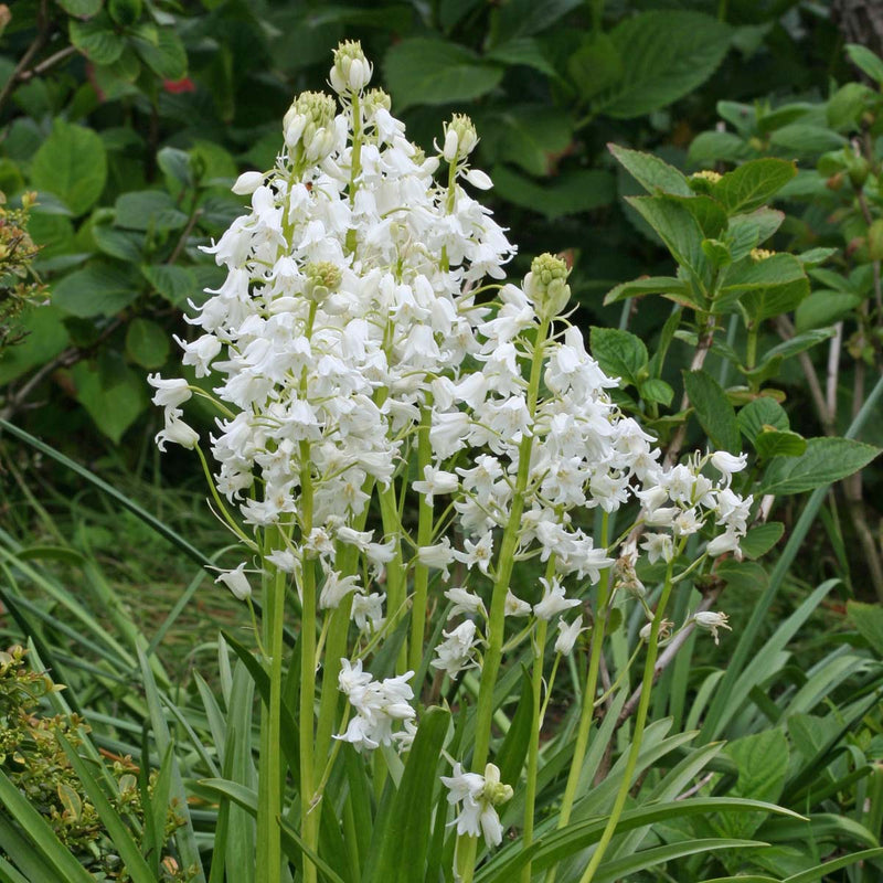 Hyacinthoides (Bluebells)