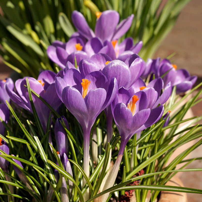 Crocus