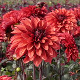 Dahlia Danique