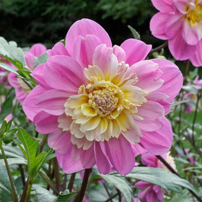 Dahlia Take Off