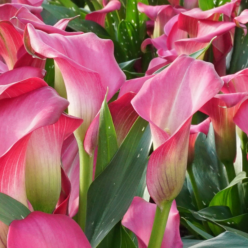 Zantedeschia