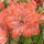 Amaryllis Flamingo Amadeus