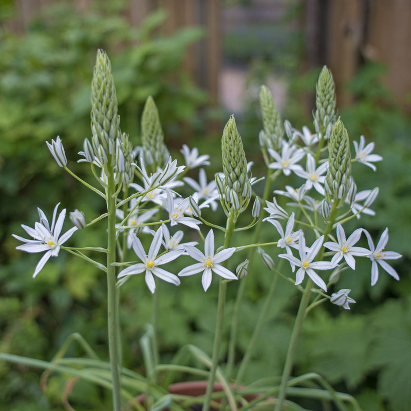 Ornithogalum nutans (Silver Bells)