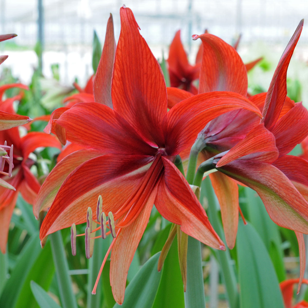 Amaryllis Bogota