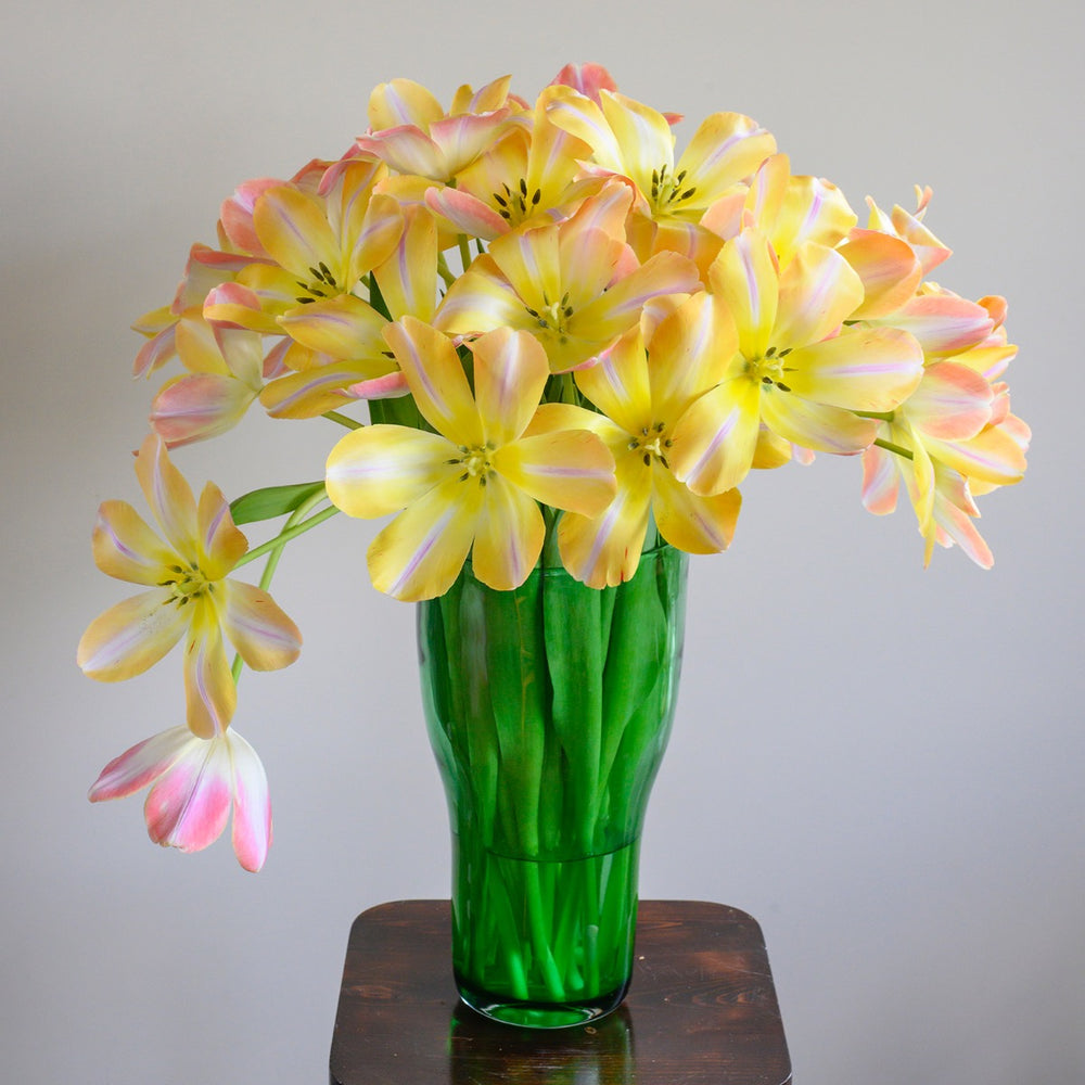 Tulip Kunyun (Tulipa) - Fluwel