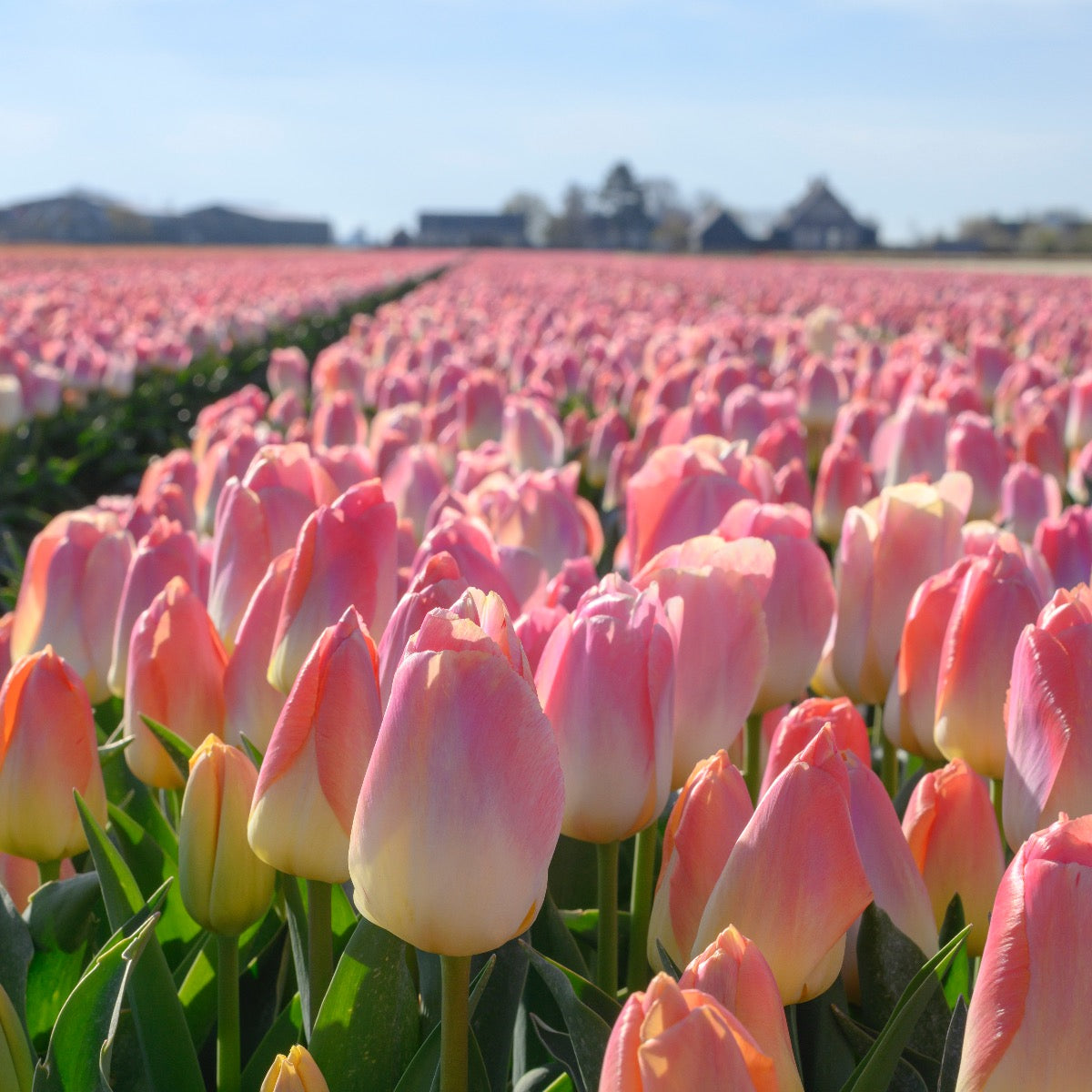 Tulip Kunyun (Tulipa) - Fluwel