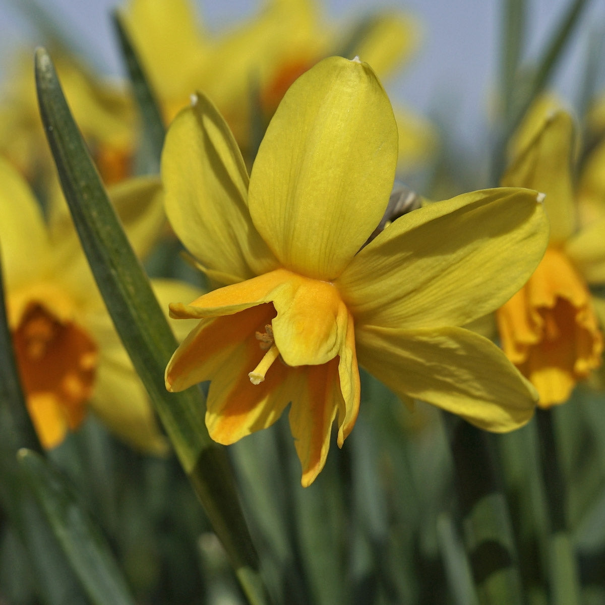 Daffodil Rataplan (Narcissus) - Fluwel