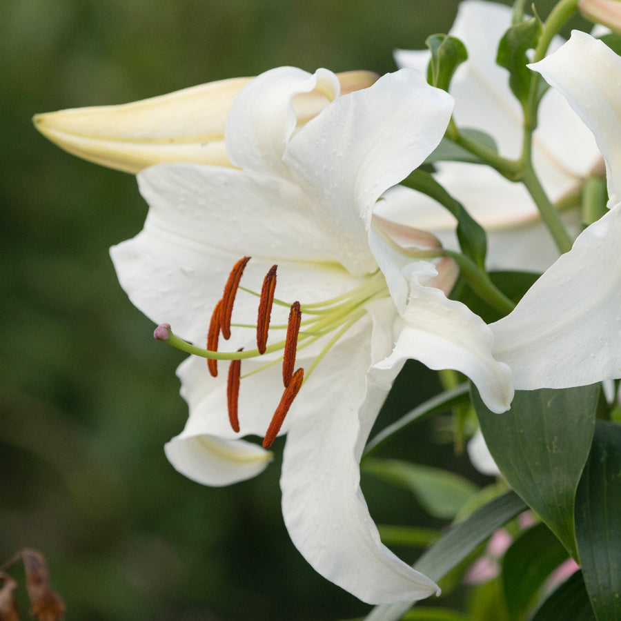 Lily Casa Blanca (Lilium) - Fluwel