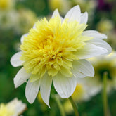 Dahlia Paso Doble