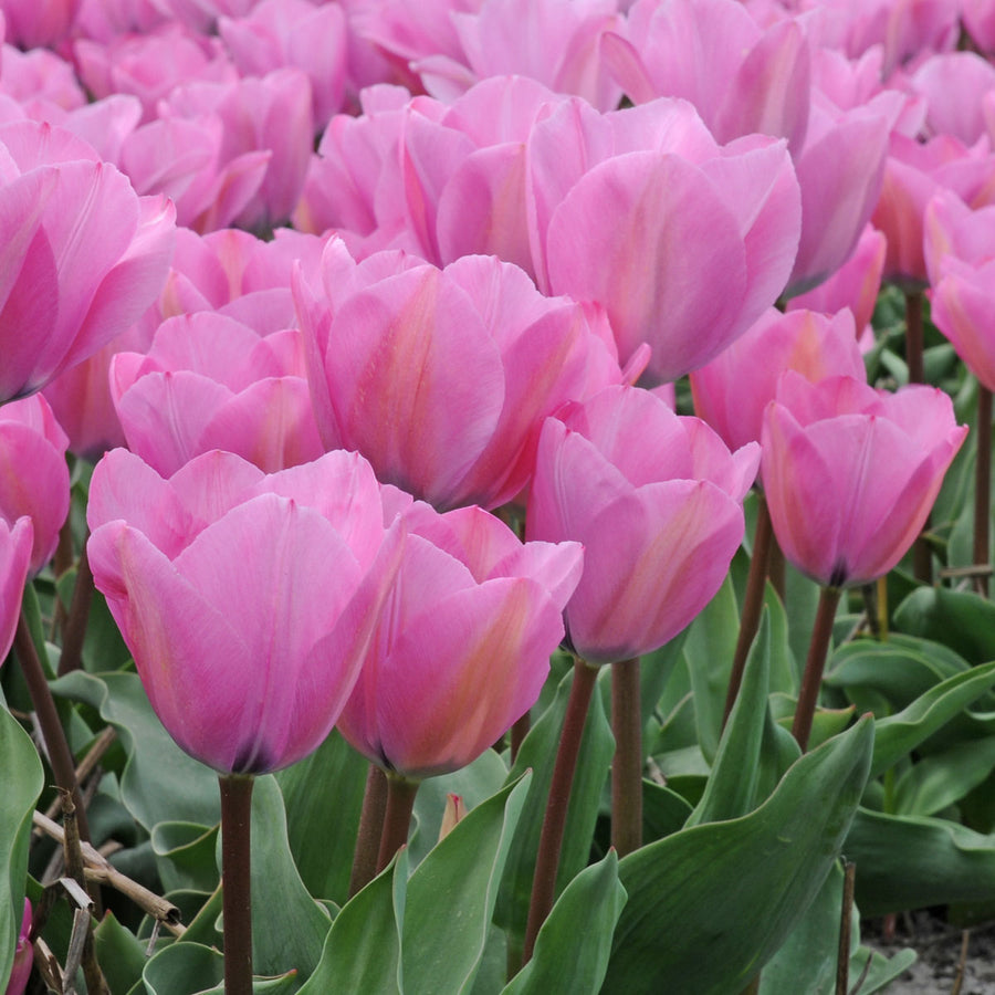 Tulip Janis Joplin (Tulipa) - Fluwel