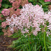 Nerine bowdenii Vesta