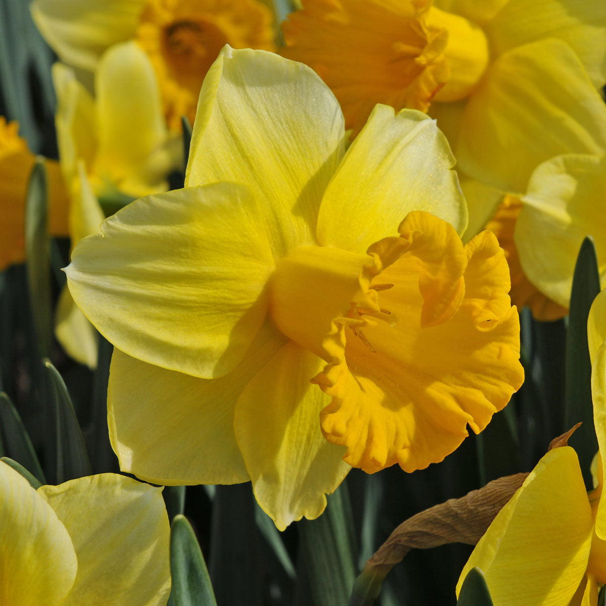 Daffodil Breath Of Spring (Narcissus) - Fluwel