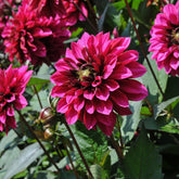 Dahlia Purple Haze