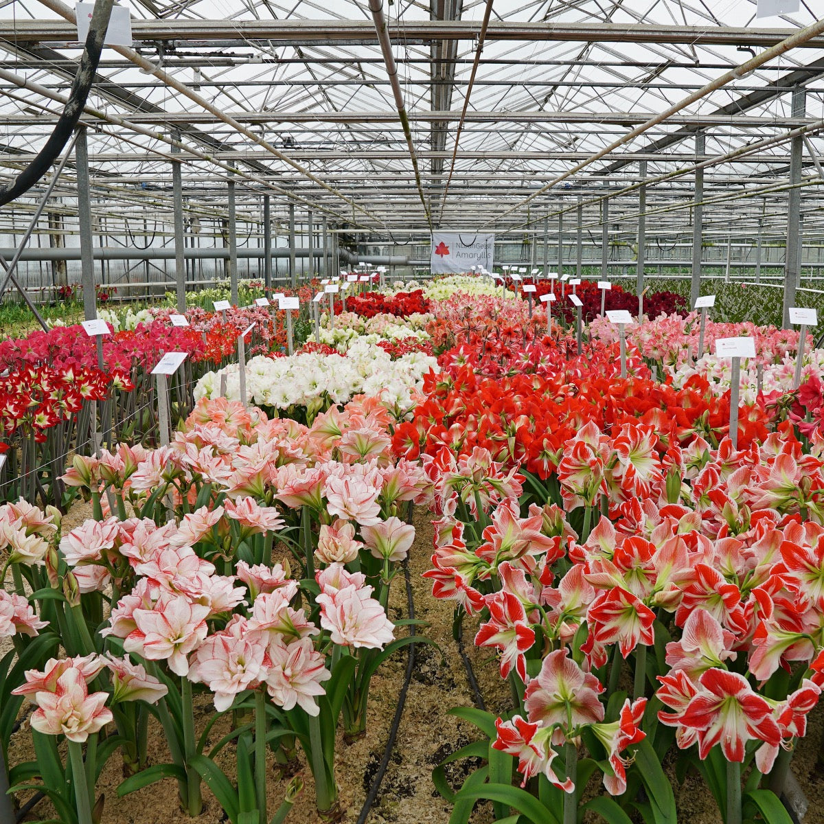 Amaryllis Blossom Grandise