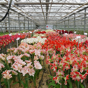 Amaryllis Blossom Grandise