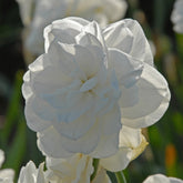 Narcissus Rose of May