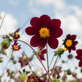 Dahlia Mexican Star