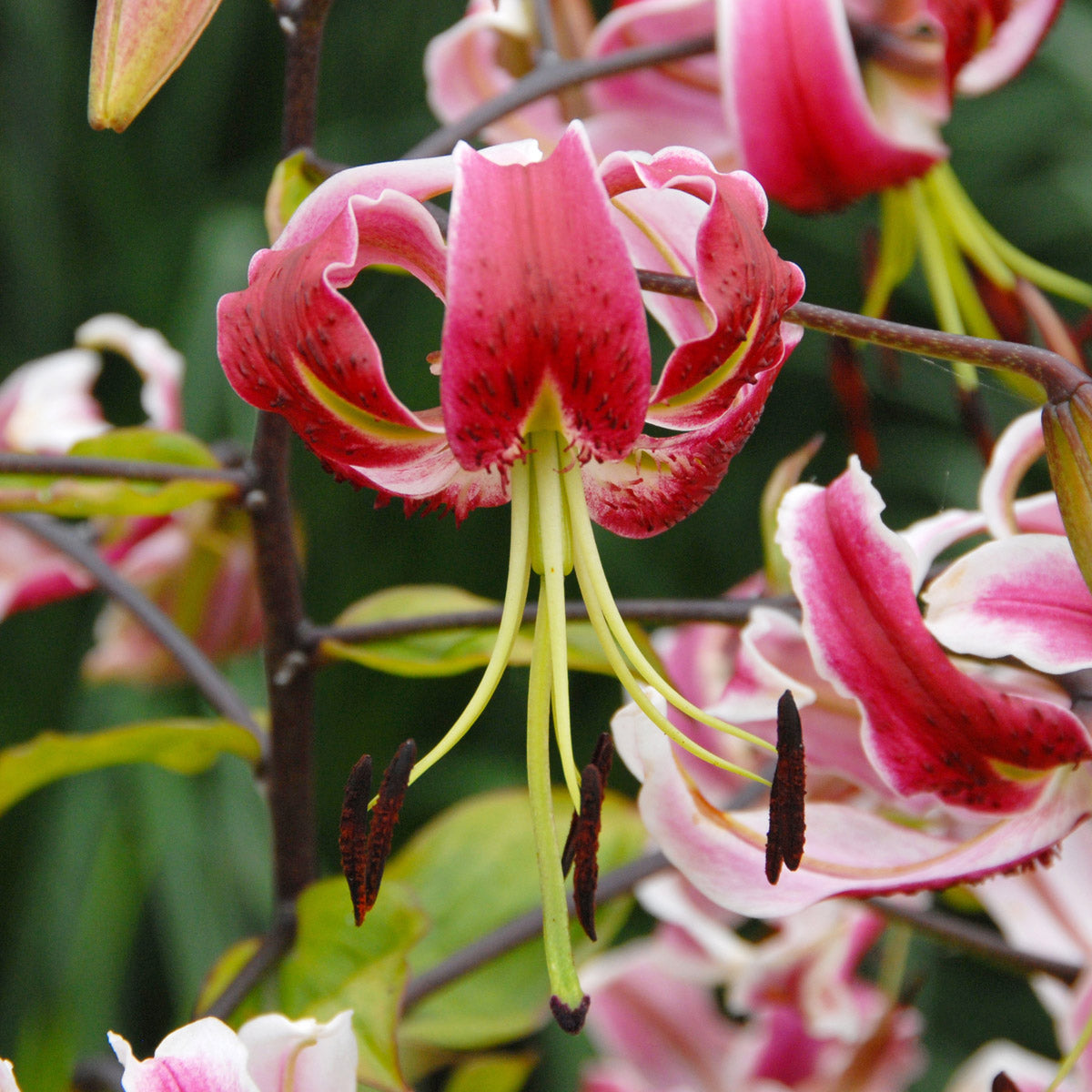 Lilium Black Beauty