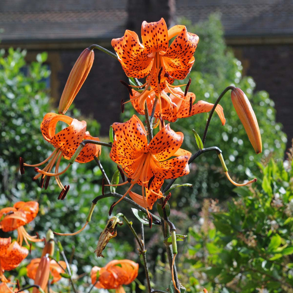 Buy Splendens Orange Tiger Lily Plants, Free Shipping