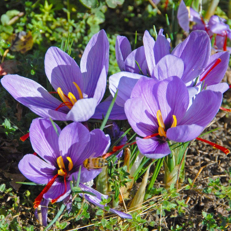 Crocus Sativus