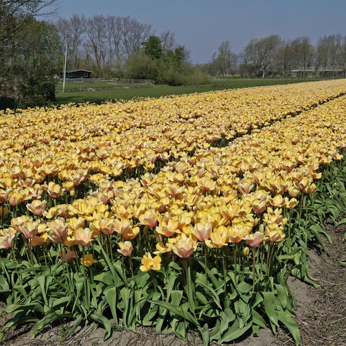 Tulip Blushing Impression (Tulipa) - Fluwel