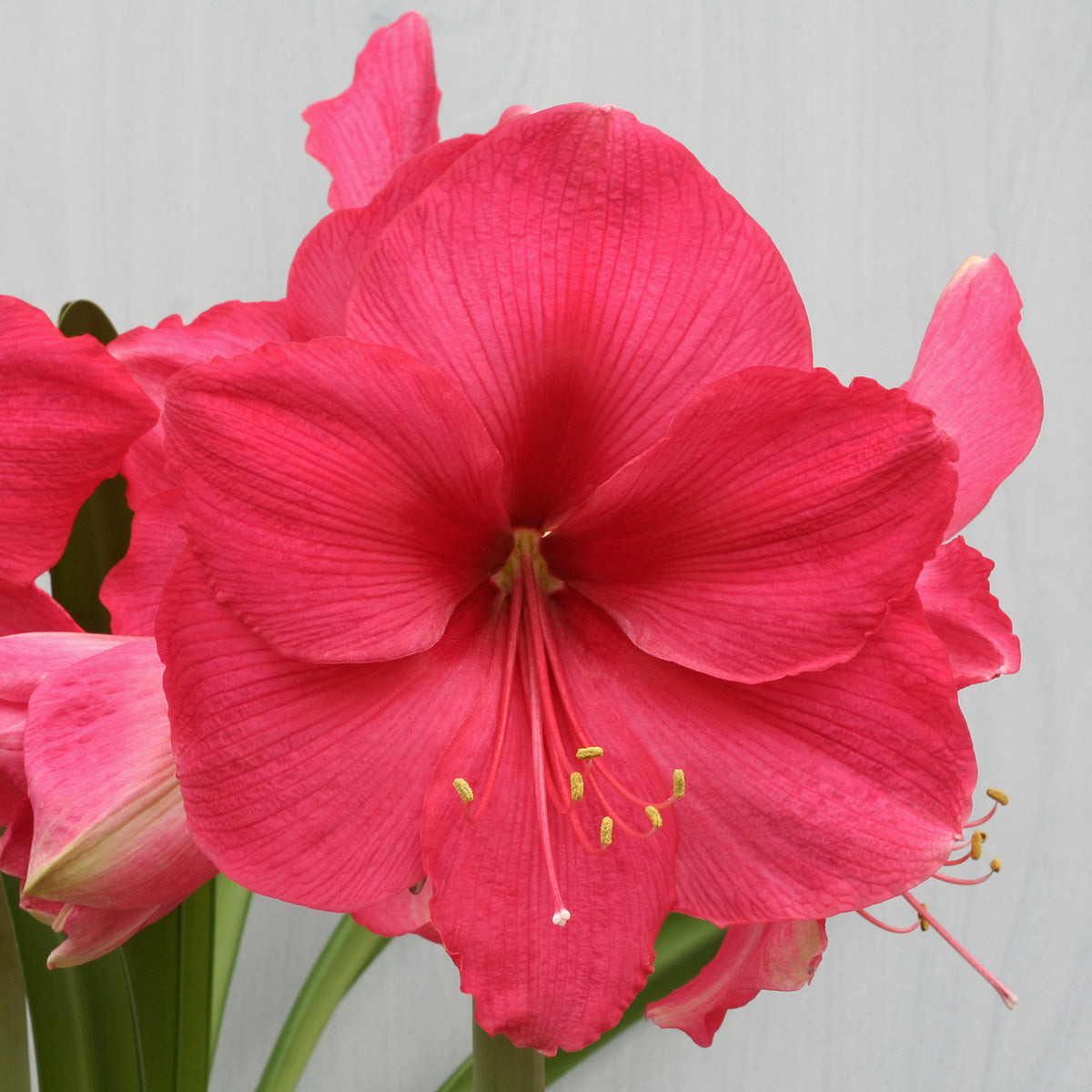 Amaryllis Pink Surprise