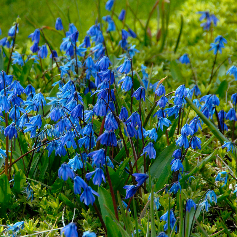 Scilla (Blue Squills)